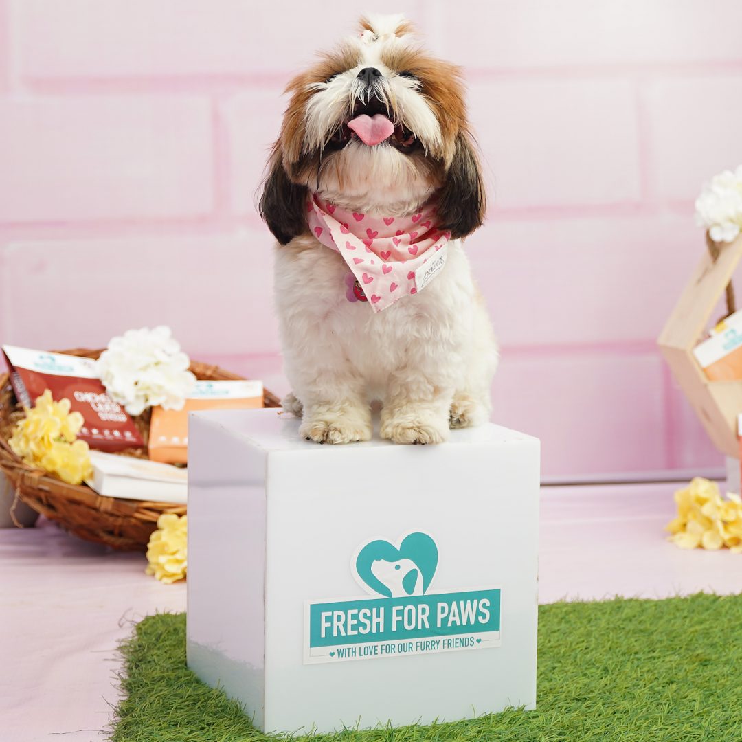 Fresh for paws helps you pamper your furry friends the right way with meals filled with loads of nutrition and love.